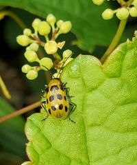 Diabrotica undecimpunctata