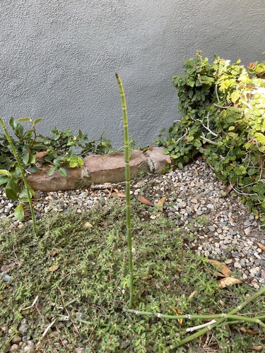 photo of Horsetails (Equisetum)