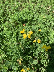 Lotus corniculatus