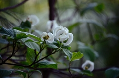 Cornus florida urbiniana