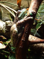 Trachycephalus resinifictrix