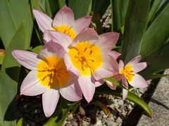 Tulipa saxatilis