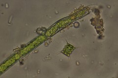 Desmodesmus communis