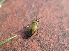 Plagiognathus arbustorum