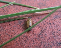 Plagiognathus arbustorum