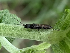 Pristepyris armiferus