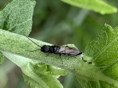 Pristepyris armiferus
