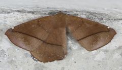 Lepidoptera