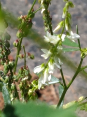 Melilotus albus image
