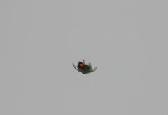 Leucauge