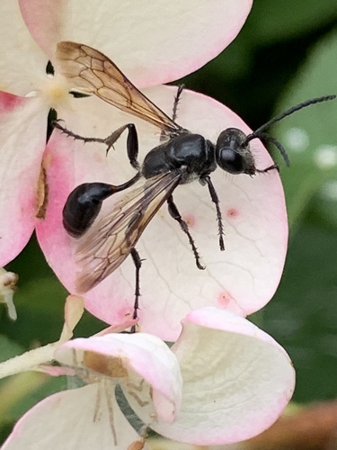 Mexican Grass-carrying Wasp photo 4