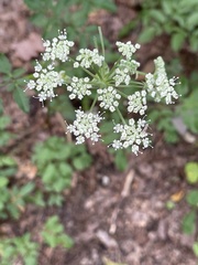 Angelica venenosa