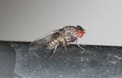 Diptera