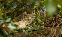 Polychrus marmoratus