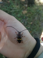 Trachyderes elegans