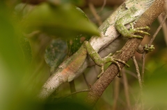 Polychrus marmoratus