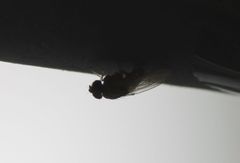 Diptera