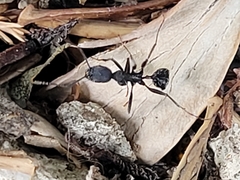 Aphaenogaster senilis