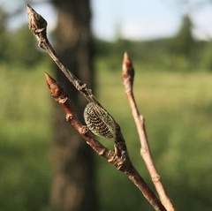 Wockia asperipunctella