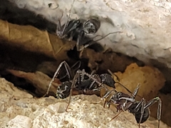 Aphaenogaster senilis