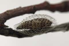 Wockia asperipunctella