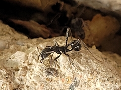 Aphaenogaster senilis