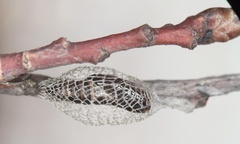 Wockia asperipunctella