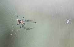 Leucauge argyrobapta