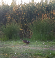 Anas platyrhynchos domesticus