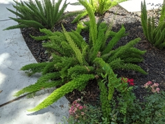 Asparagus densiflorus