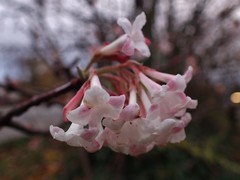 Viburnum