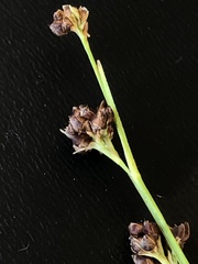 Rhynchospora globularis pinetorum