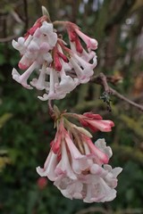 Viburnum