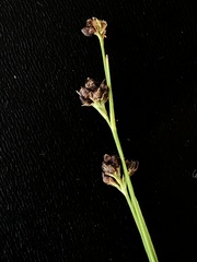 Rhynchospora globularis pinetorum