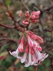 Viburnum