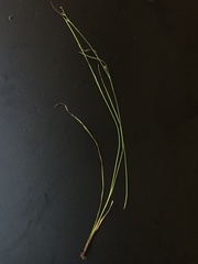 Rhynchospora globularis pinetorum