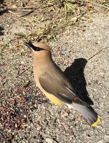 Cedar Waxwing photographed in Michigan