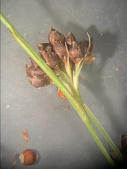 Rhynchospora globularis pinetorum