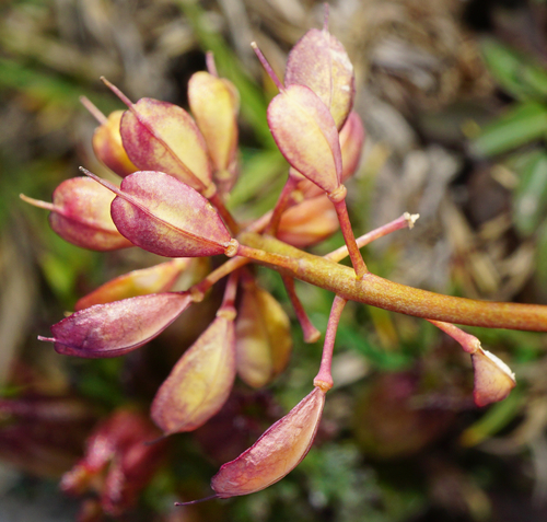 Noccaea alpestris, photograph 2