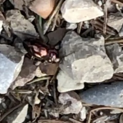 Pterostichus burmeisteri