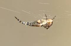 Araneidae