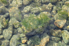 Ulva