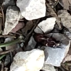 Pterostichus burmeisteri