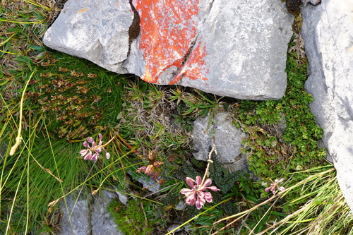 Noccaea alpestris, photograph 5