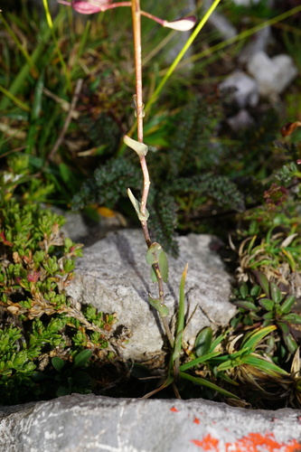 Noccaea alpestris, photograph 3