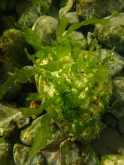 Ulva