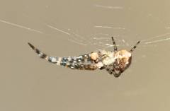 Araneidae