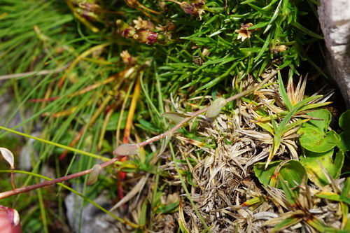 Noccaea alpestris, photograph 4