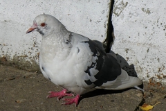 Columba livia domestica
