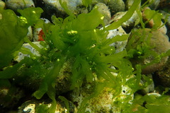 Ulva